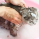 Is it possible to wash the cat with ordinary shampoo and what will happen?