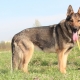 German Shepherd Dogs of Zoned Color: Types and Nuances of Content
