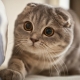 Color Scottish Fold cats