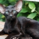 Description and conditions of keeping black oriental cats