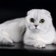 Features of white Fold Scottish cats