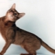 Features of the nature and behavior of cats
