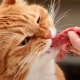Features of natural food for cats