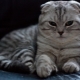 Features of Scottish Fold Tabby Cat
