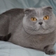 Features Scottish Blue Fold Cat