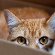 Why do cats love boxes and packages?