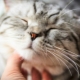 Why do cats purr and how do they do it?