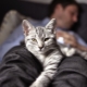 Why do cats sleep at the feet of the owner?