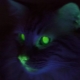 Why do cats have eyes in the dark?