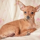 A cross between a chihuahua and a toy terrier: features, character description and content