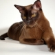 Popular breeds of brown cats and cats