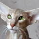 Breeds of cats and cats with big ears