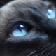 Breeds of cats with blue eyes