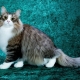 Fluffy cats: the best breeds and features of their care