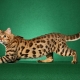 Spotted cat breeds