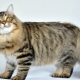 Russian cats: description, breed, choice and nuances of care