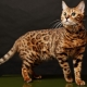 The most beautiful cats: the best breeds
