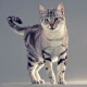 The cutest breeds of cats