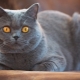 The calmest cat breeds