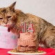 The world's oldest cats