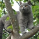 Gray cats: the nature and subtleties of care