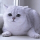 Scottish chinchilla: color variations, character and conditions of the cats