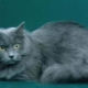 Siberian cat blue color
