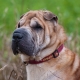 How long do Shar Pei live and what does it depend on?