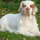 Climber Spaniel: how it looks and how to care for it?