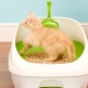 Tools to teach kitten to the tray