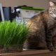 Grass for cats: what they love and how to grow?