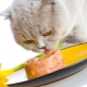 Wet cat food premium: components, brands, choice