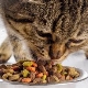 Is dry cat food harmful or not?