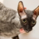 All you need to know about Cornish Rex cats
