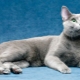 Everything you need to know about Russian blue cats