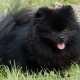 All about black pomeranian spitz