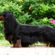 All about long haired dachshunds