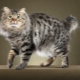 All about cats American bobtail