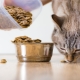 All about dry food for cats and cats