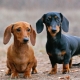 All about dachshunds