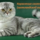 Choosing food for Scottish Fold cats