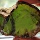 Green amber: what it is, properties, selection and care