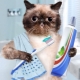 Toothpaste for cats: types, choices and tips for using