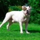 American Bulldog: breed description, nature and content