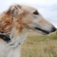 Borzoi dogs: description, types and rules of maintenance