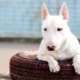 What is dangerous bull terrier?