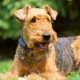 Irish Terrier: variety, rules of care and feeding