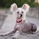 Chinese Crested Dog: description and details of the content