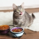 Food for cats and cats: types, manufacturers rating and selection rules