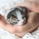 Newborn kittens: development and rules of care